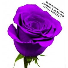 Фиолетовые розы, Фиолетовая роза